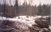 Puiden raivaus lammen kohdalla