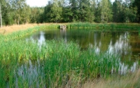 Kaislikkoa