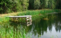 Huoltolaituri kaislikossa