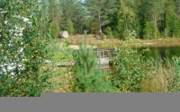 Laituri taimikon takana