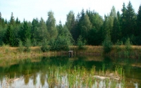 Huoltolaituri tervalepikössä