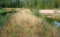 Koivutaimikkoa välipadossa