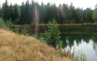 Taimikkoa padon reunassa